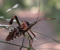 HETEROPTERA: CHIAVI DICOTOMICHE